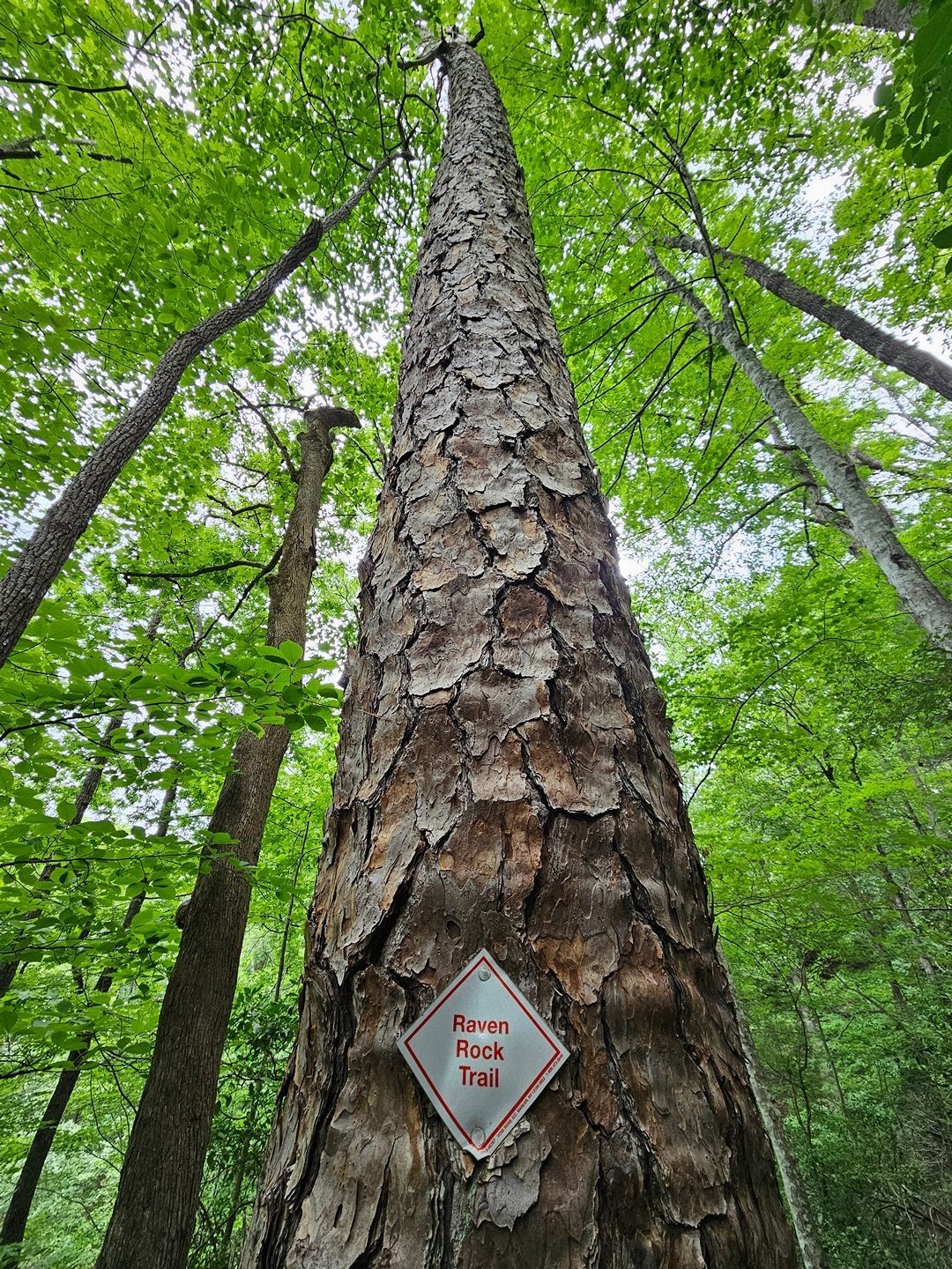 The very large scales of the bark on this large pine tree were notable.