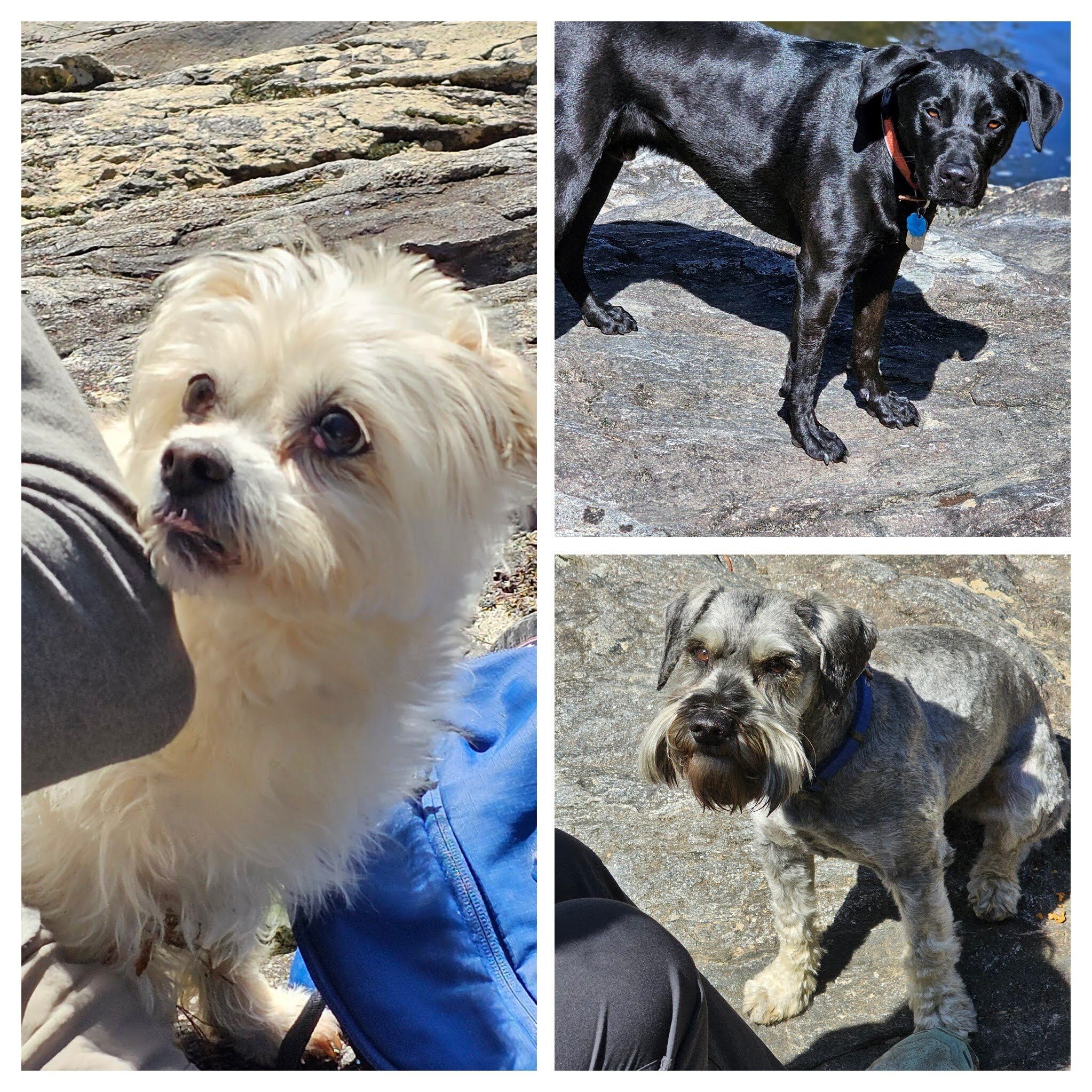 Our trail-dogs, Cutie Pie (L), Toby (UR), and Bear (LR) are hungry too.