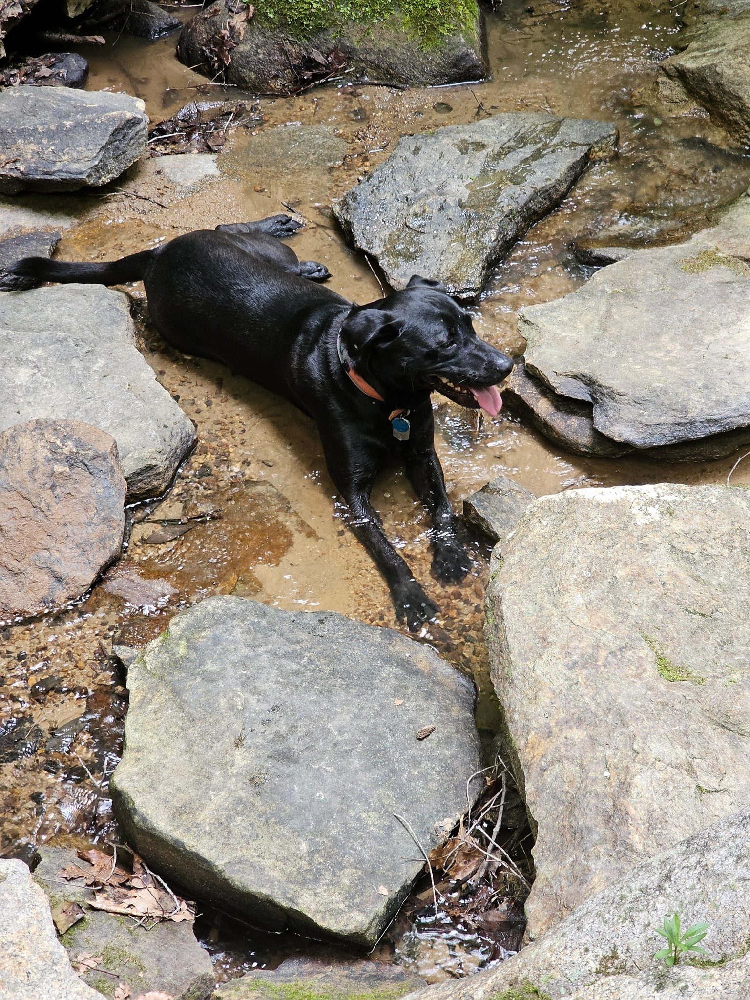 However I think Toby likes the shallow water much more than wandering around on the rocks.