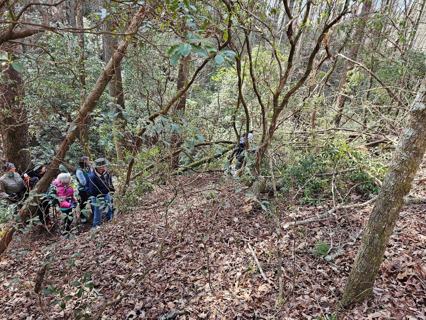 So much for a clear trail today.  Our "mystery hiker" checks out the blowdown.