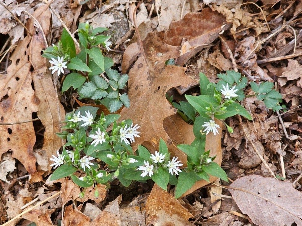 Plenty of Star Chickweed.