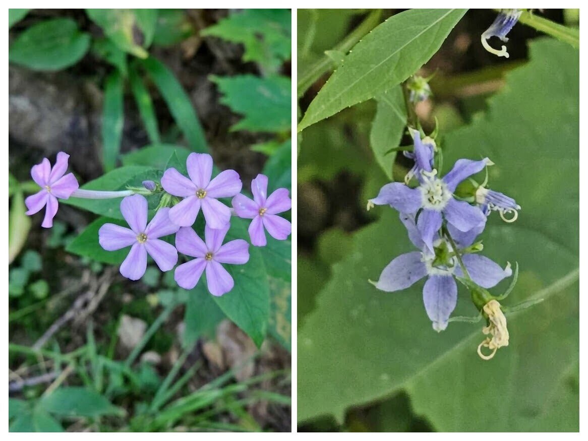 First seen wildflowers. Left: Phlox; Right: American bellflower