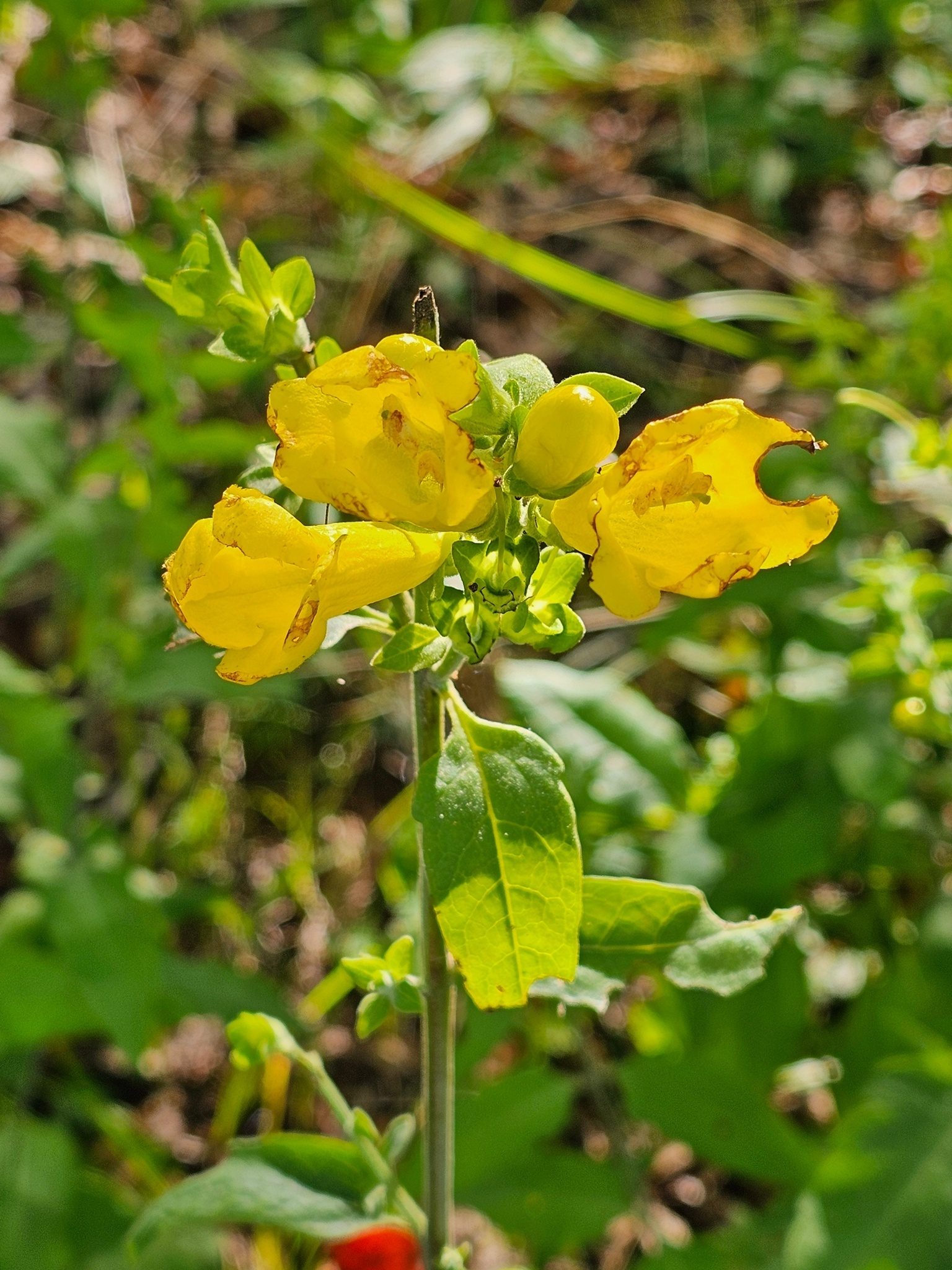 There were numerous examples of this False foxglove along the Issaqueena Trail.