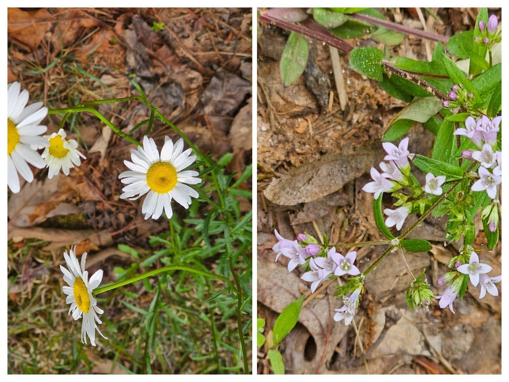 (L) Ox-Eyed Daisy??? considered invasive and (R) Longleaf summer blue