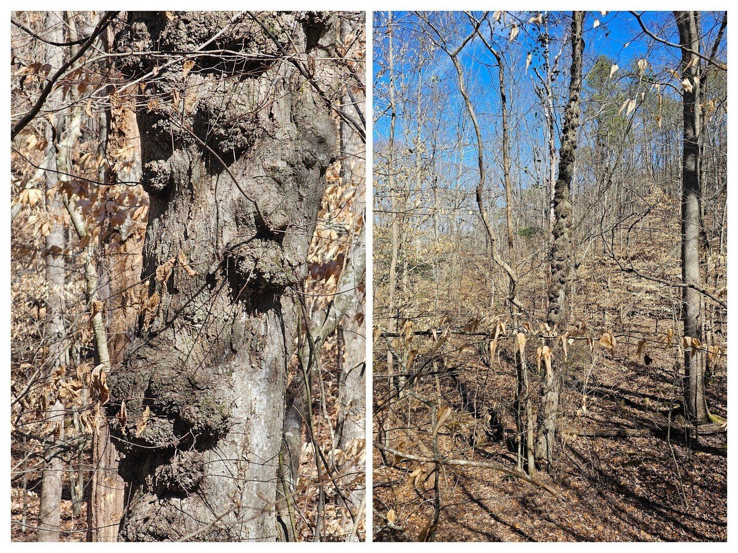 How about this tree full of burls? Nope, they are not hurting the tree.