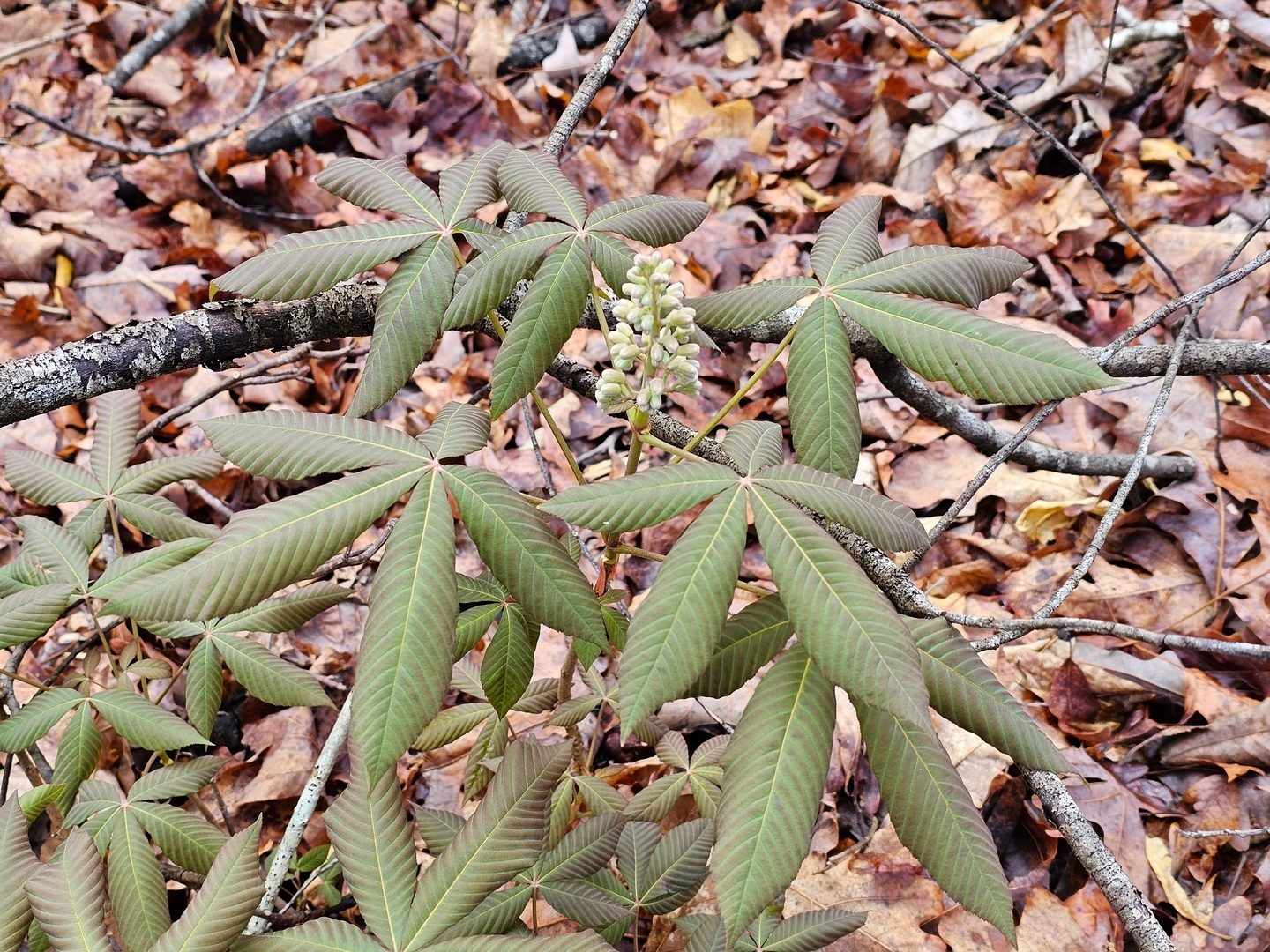 Almost forgot this young Red Buckeye about to bloom seen earlier on the trail.