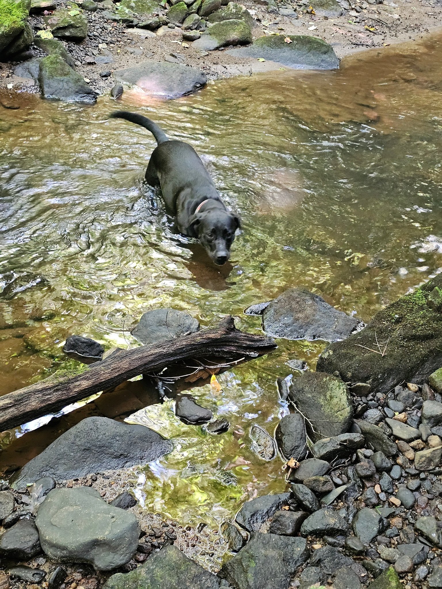 Toby decided to enjoy a cooling dip and drink from the creek.