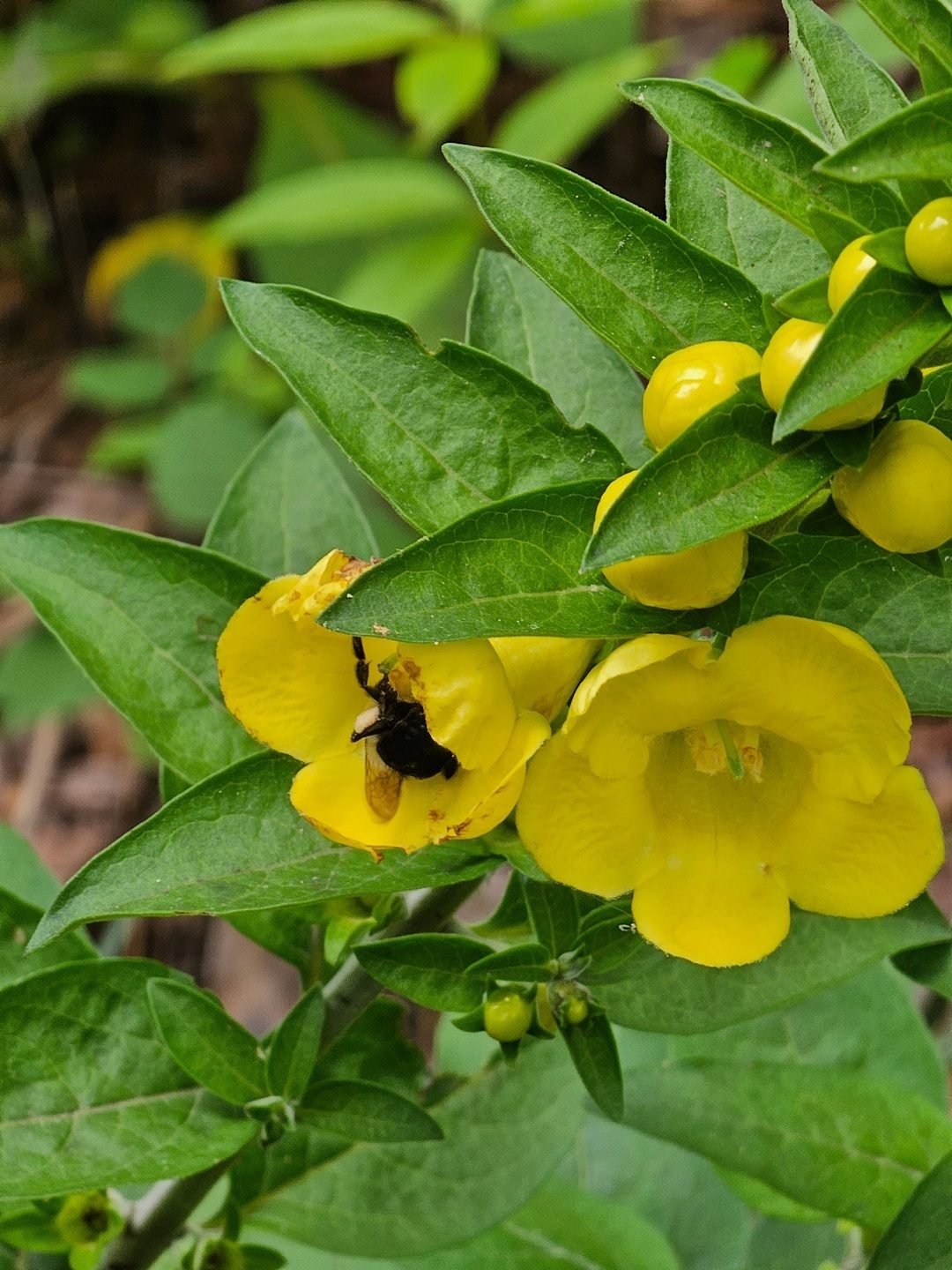 A bumble bee enjoying this False foxglove.