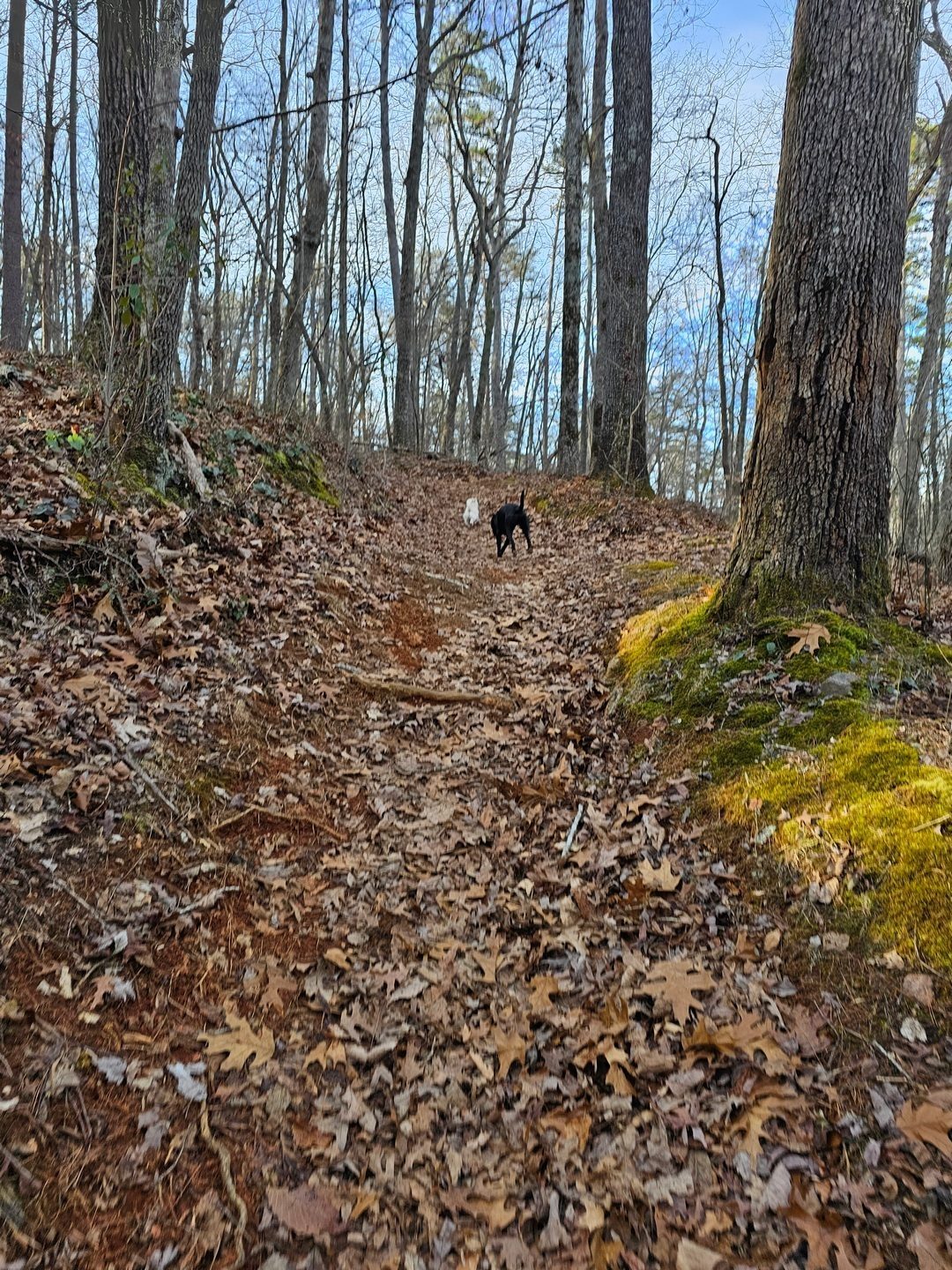 It's a steep uphill for the first 0.6 mile lead by Toby and Cutie Pie.