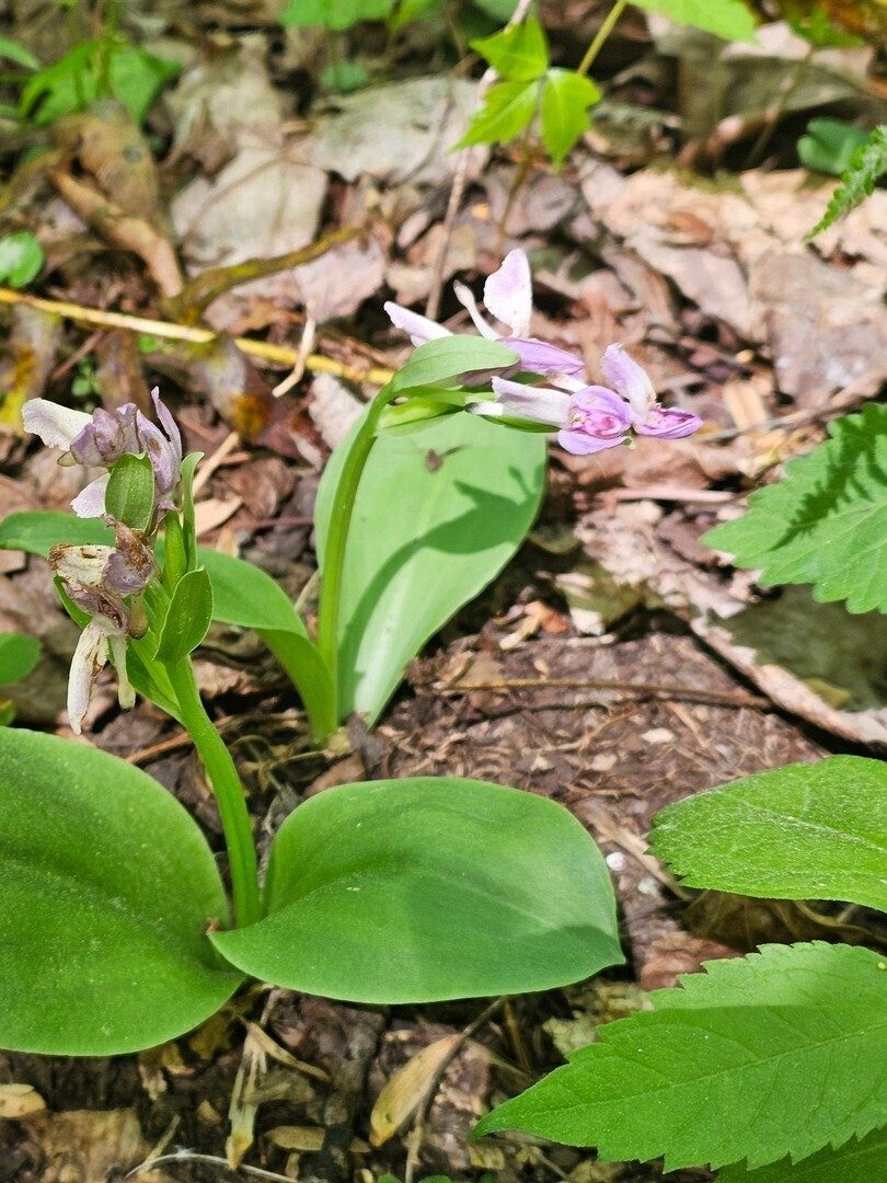 Another surprising find along this trail, Showy Orchis.