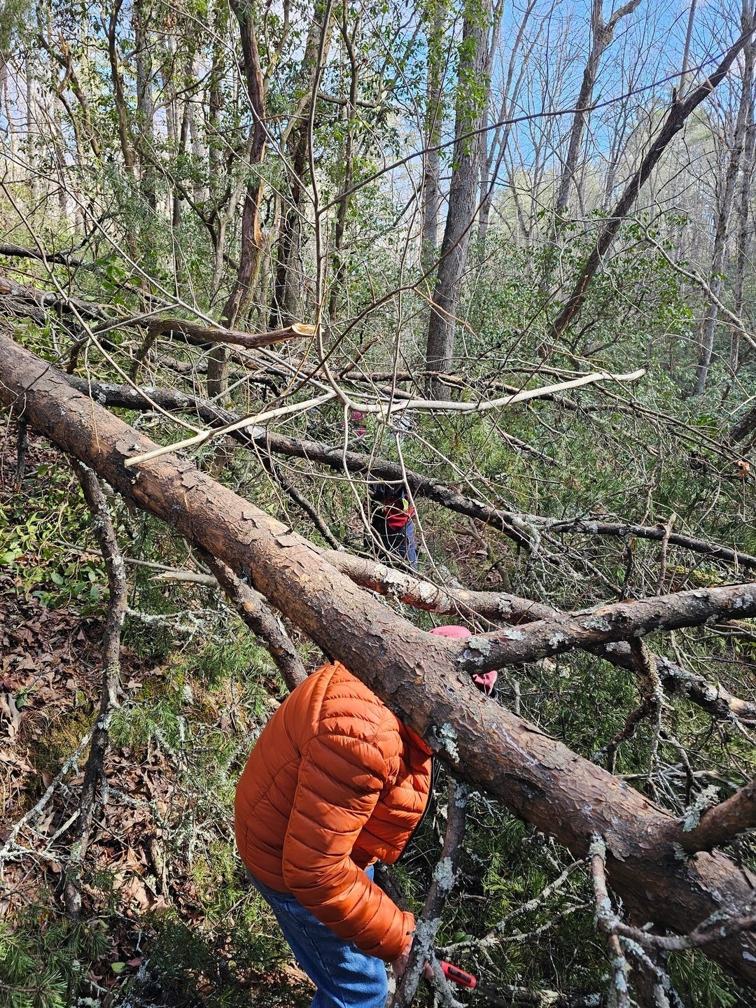 Our "mystery" hiker and Vic working on each side of the blowdown with folding saws to clear a way.