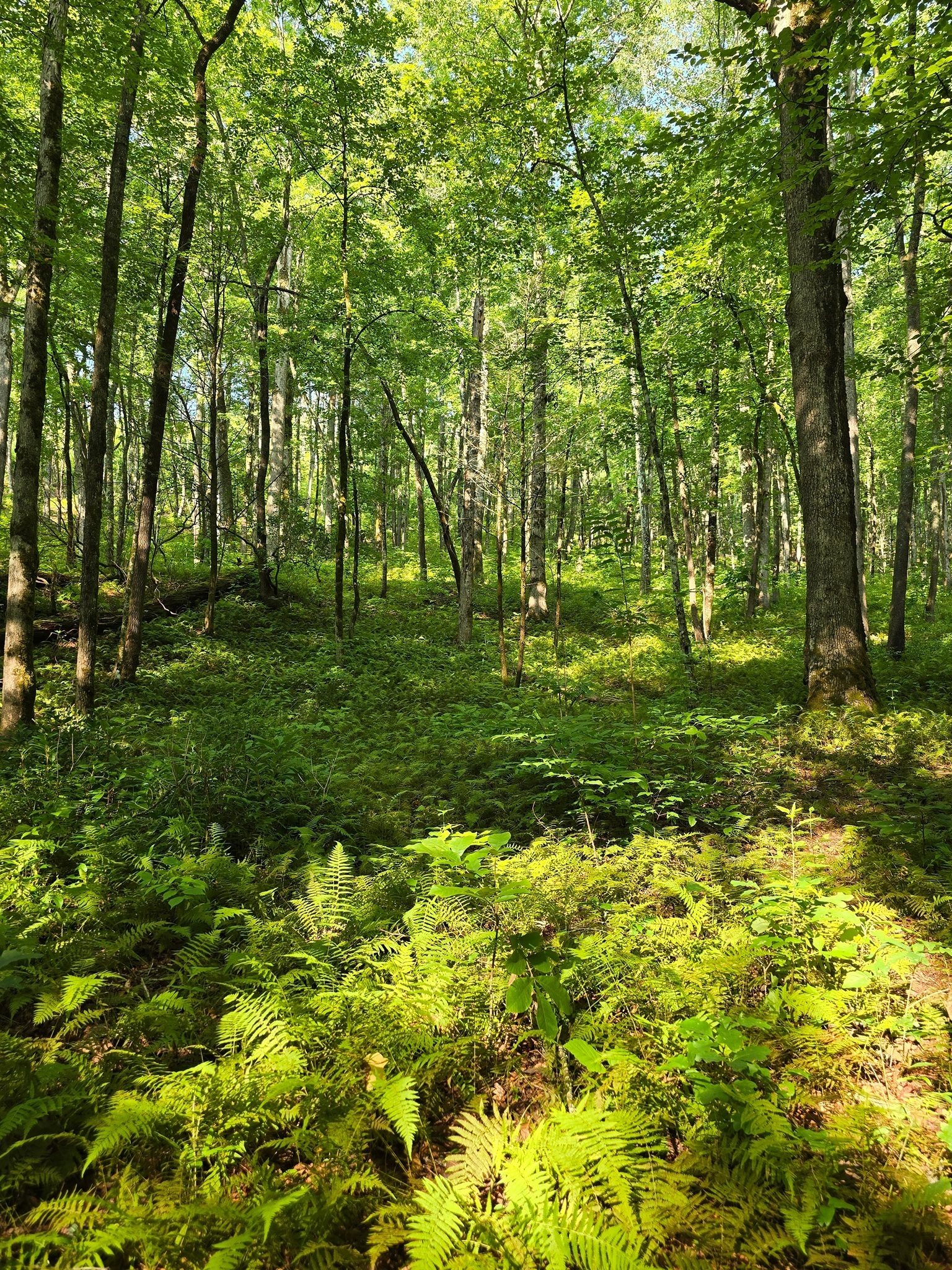Jane Voss took a liking to this mass of ferns along the trail.