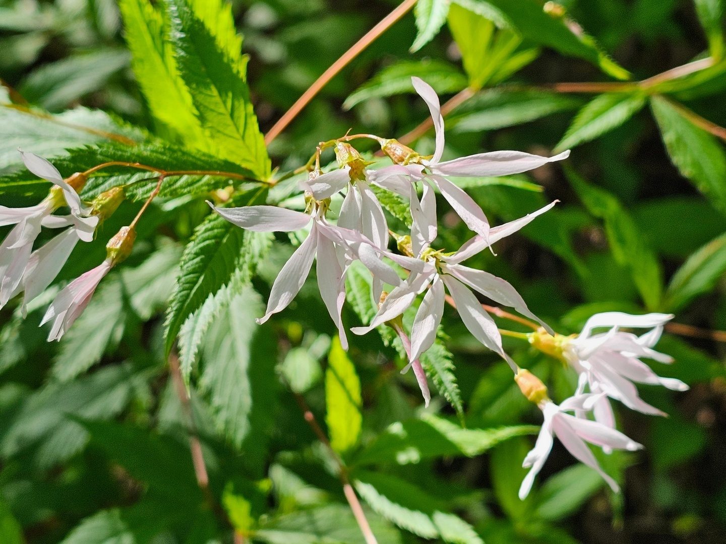 This beautiful Bowman's-root seen early on was quite prevalent along most of our hike.