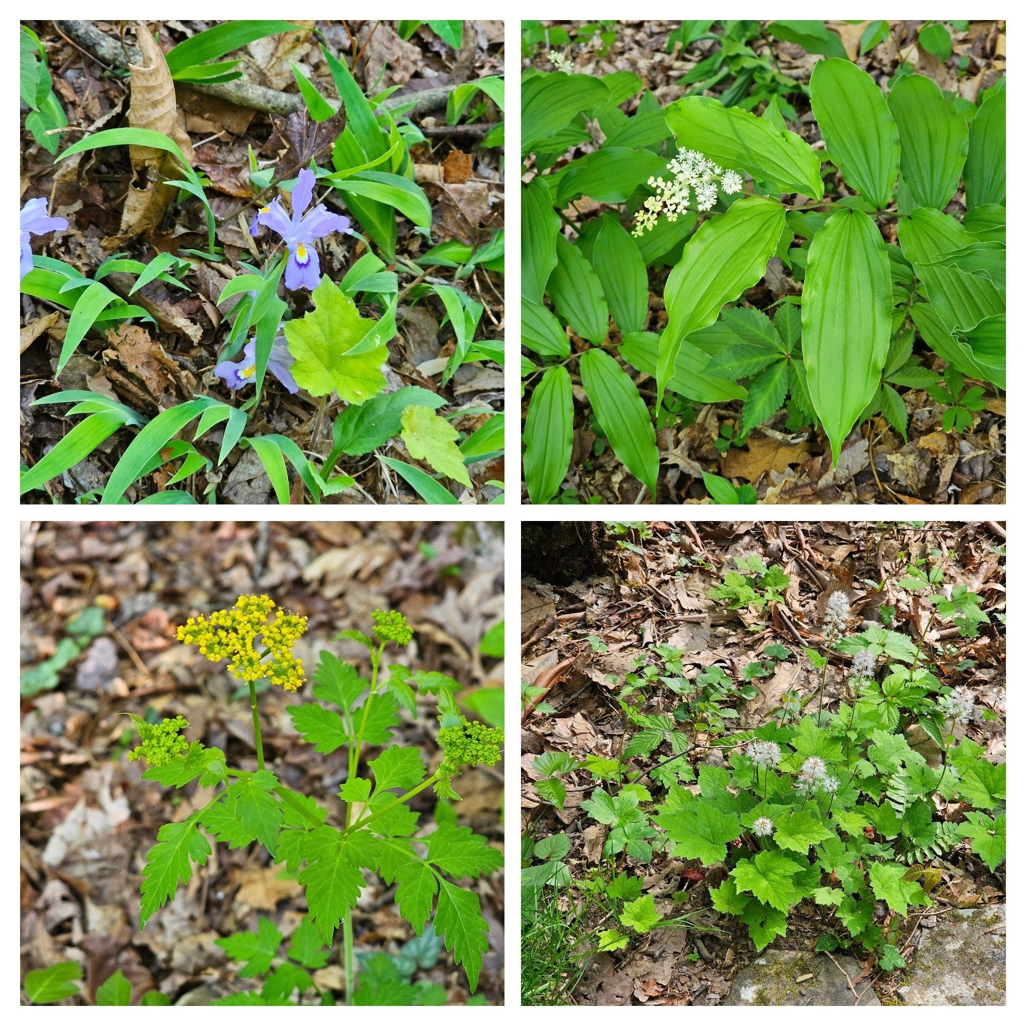 Lots of wildflowers along that path too.  Clockwise from 10 o'clock: Dwarf Crested Iris, False Solomon's Seal, Foamflower & Bearded meadow-parsnip.