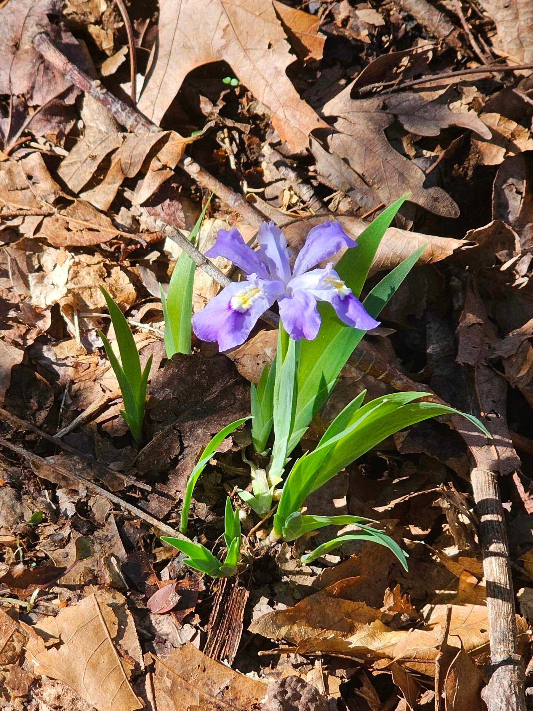 Dwarf crested iris.  Plenty of leaves popping up, but not many in bloom today.