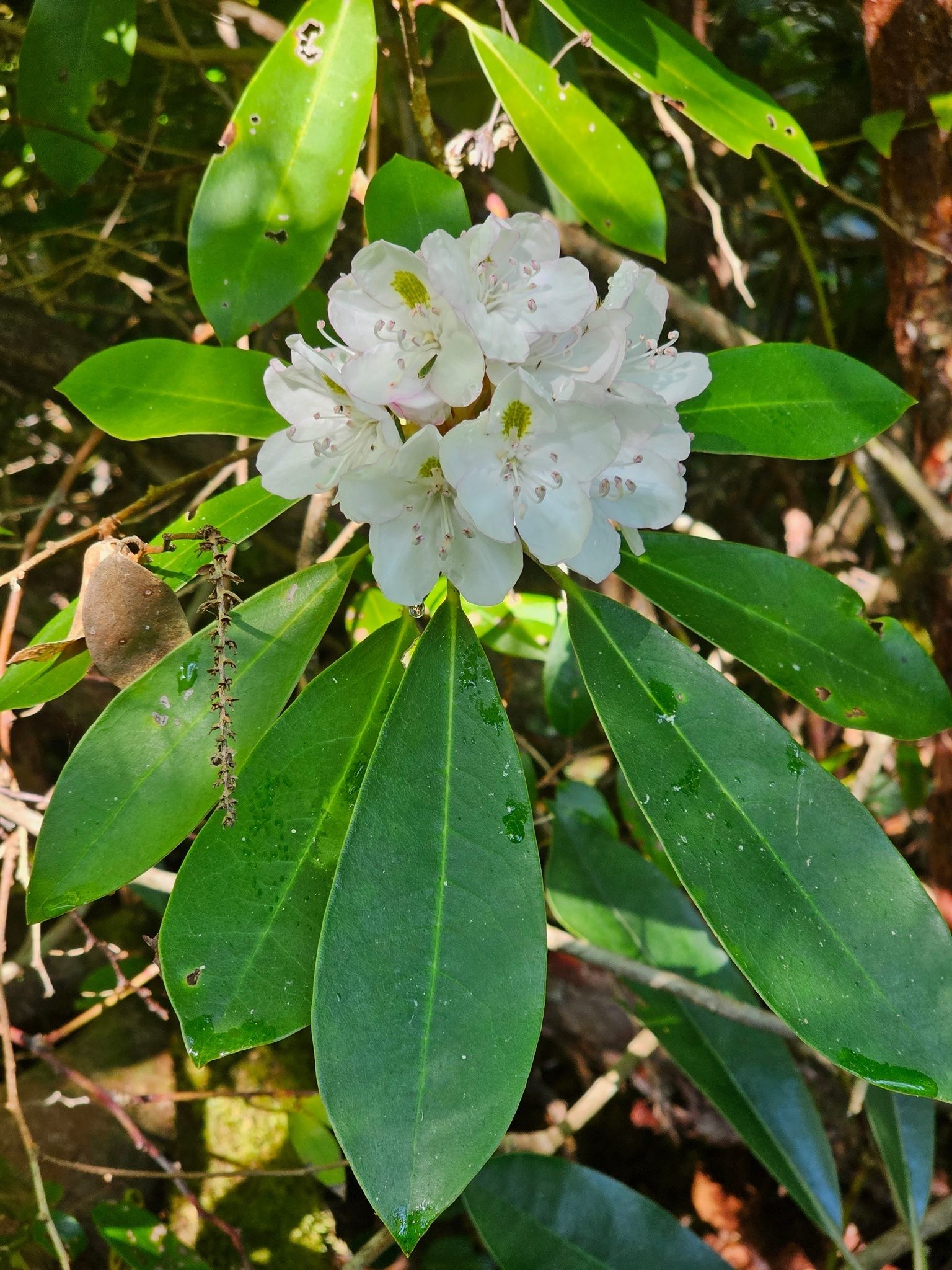 A fair number of Rhododendron still in bloom.