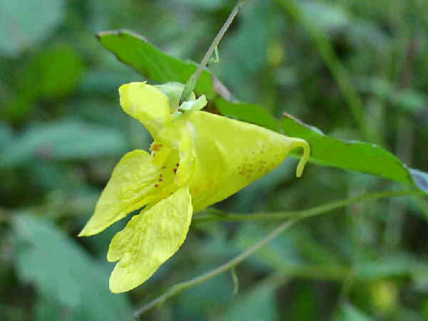 Pale Jewelweed - (Impatiens pallida)