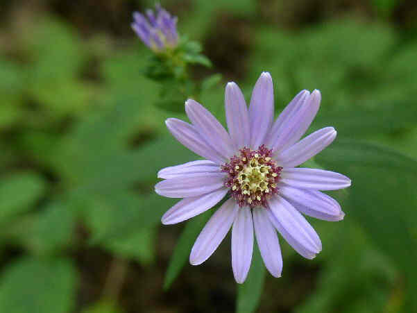 Wildflower of the week! Blue Wood Aster