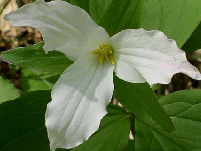 Trillium grandiflora