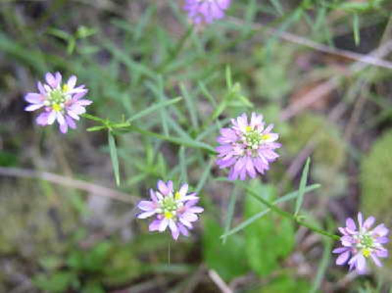 Curtiss' Milkwort